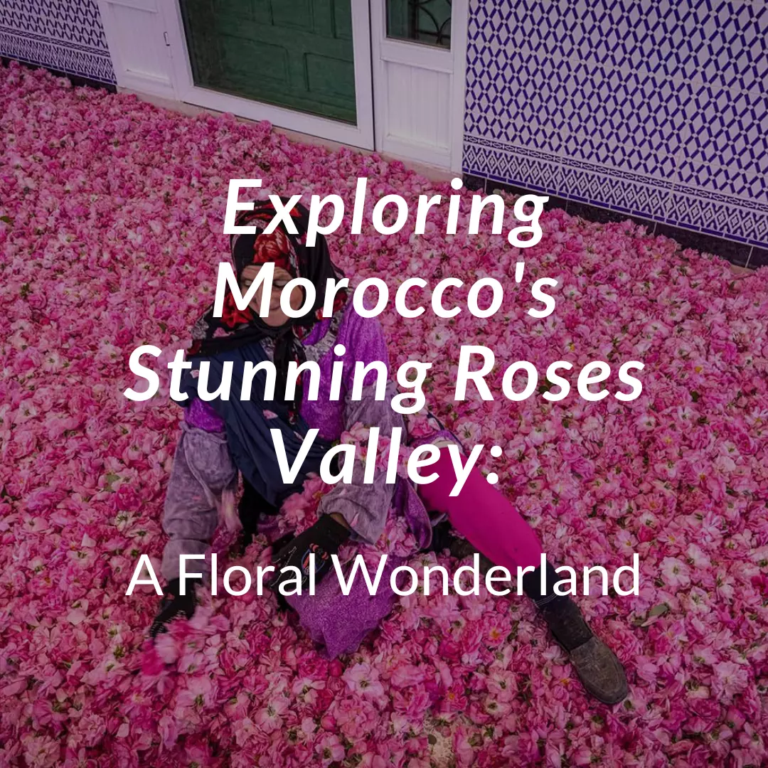 Exploring Morocco's Stunning Roses Valley: A Floral Wonderland - Arhhal ...